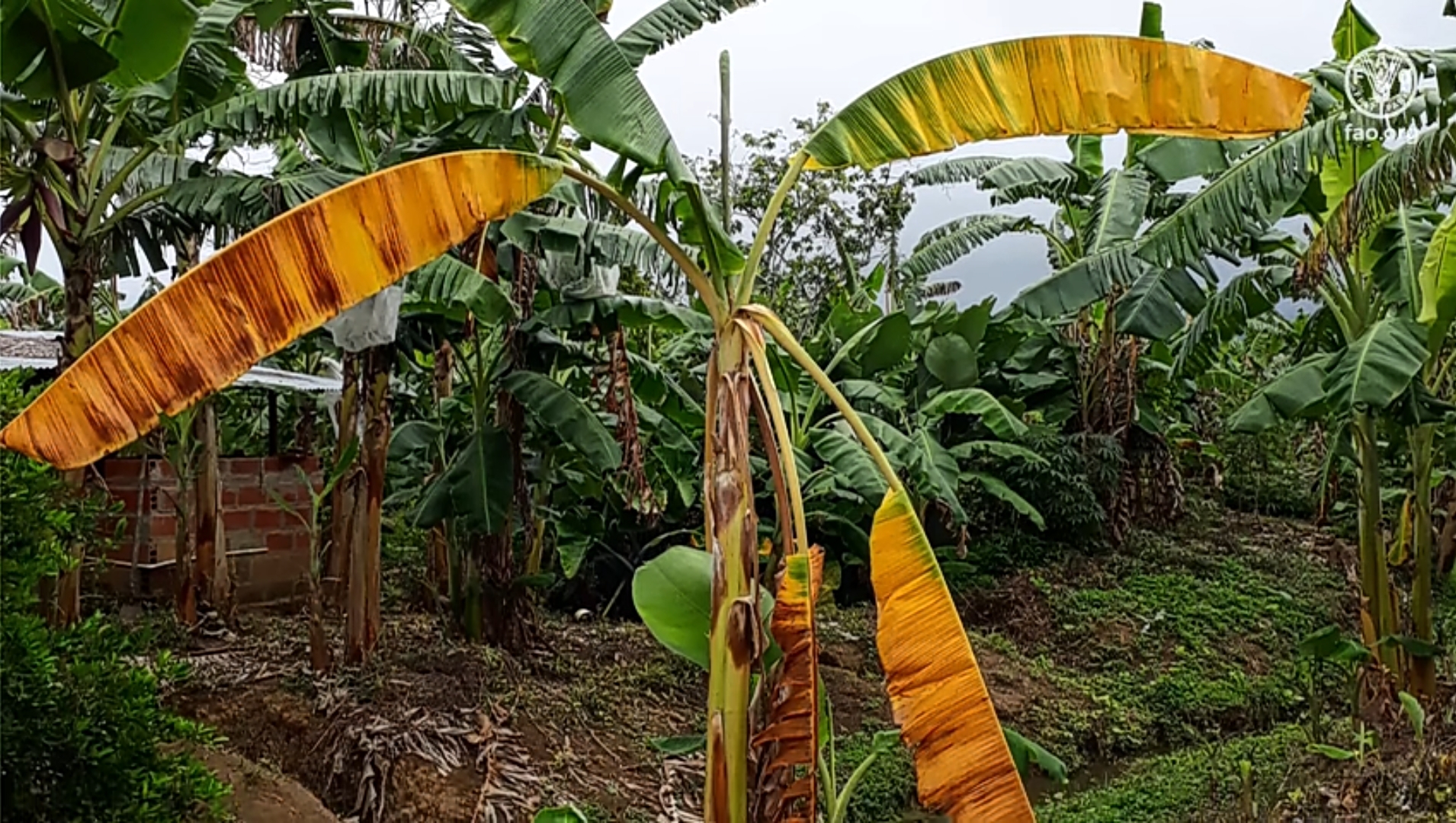 LA AMENAZA A UN CULTIVO DE GUERRA EN VENEZUELA: PLÁTANO Y CAMBUR ...