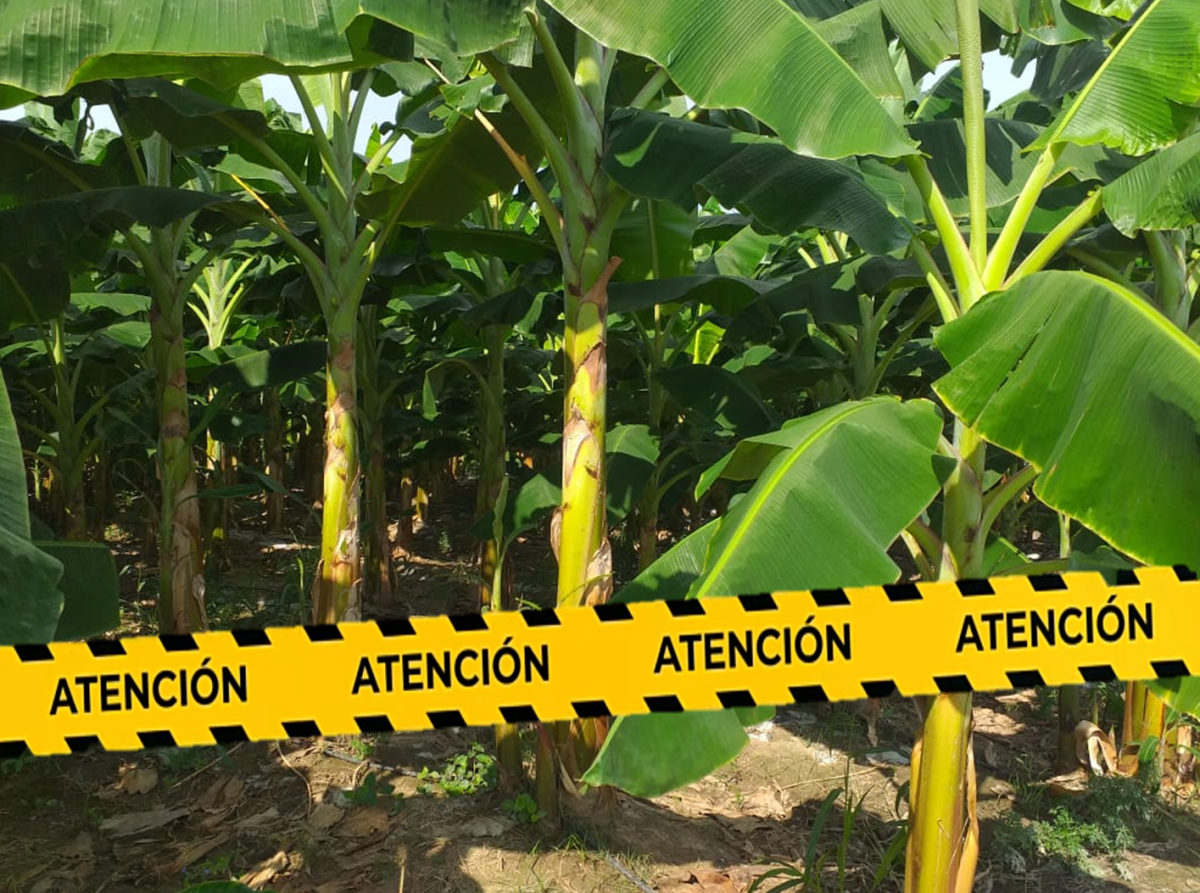 LA AMENAZA A UN CULTIVO DE GUERRA EN VENEZUELA: PLÁTANO Y&nbsp;CAMBUR